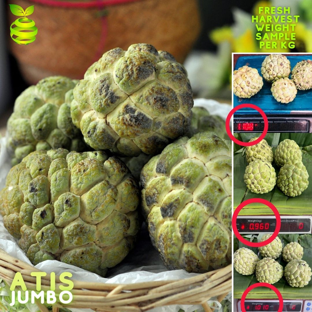 Atis Jumbo (1kg-1.1kg) ⭐