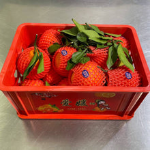 Load image into Gallery viewer, BTB - Jelly Oranges (16-17pcs/box)
