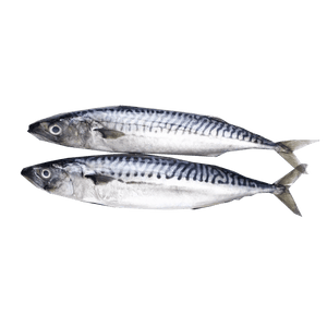 Seafood - Japanese Mackerel (kg)