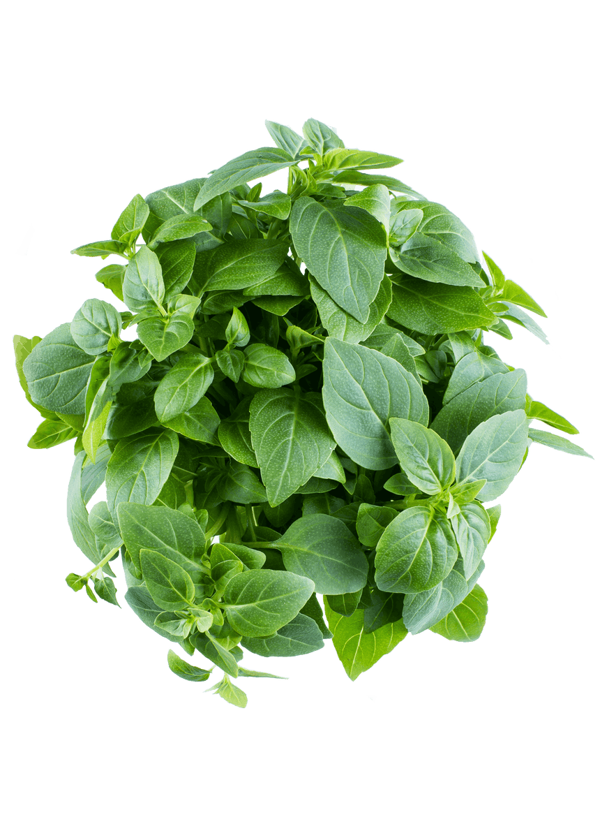 Basil Sweet (100g) Fresh and Green