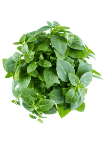 Basil Sweet (50g/pack)