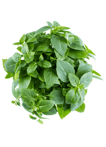 Basil Sweet (100g)