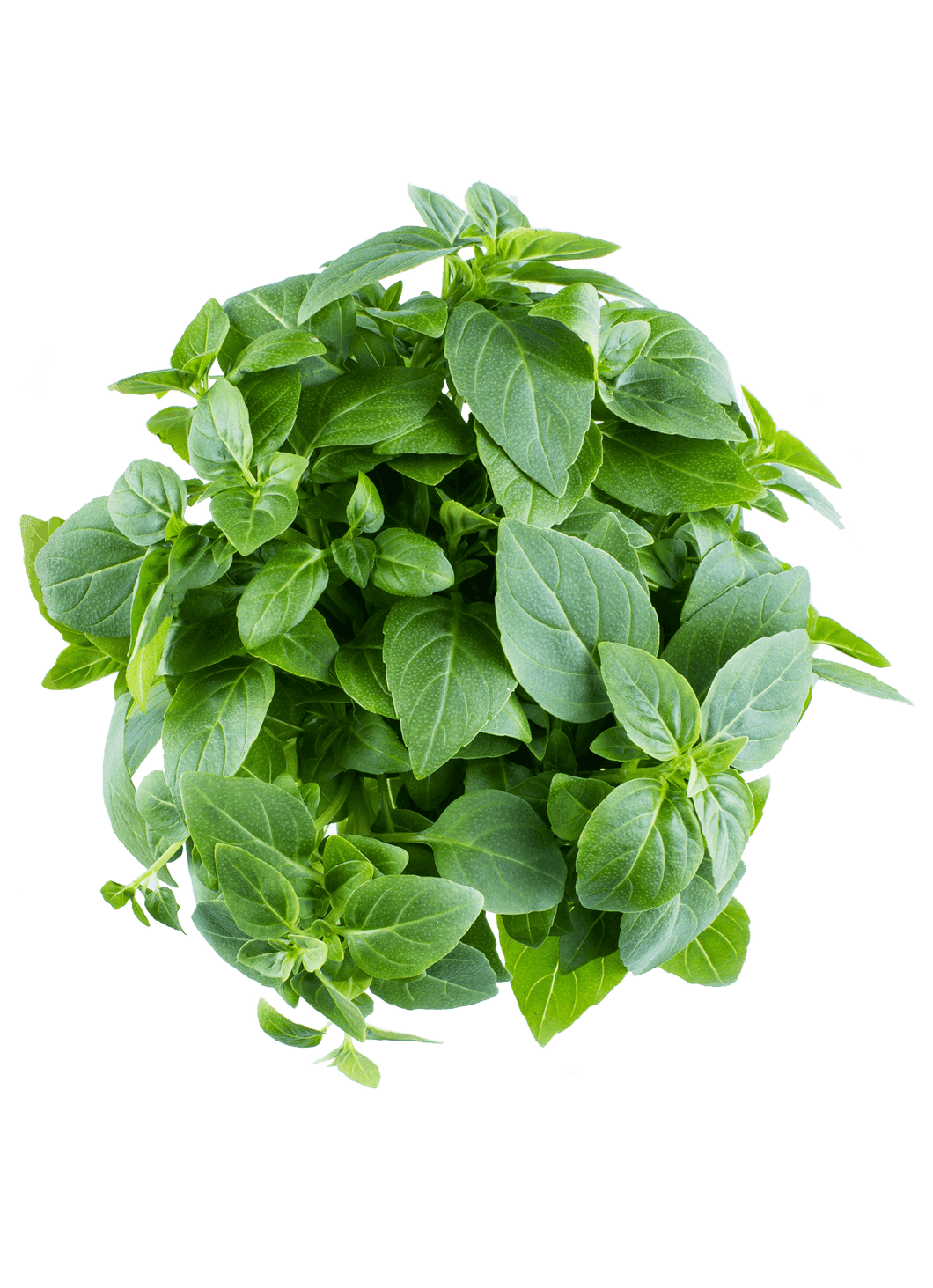 Basil Sweet (100g)