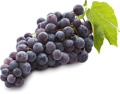 Black Grapes (500g/pack)