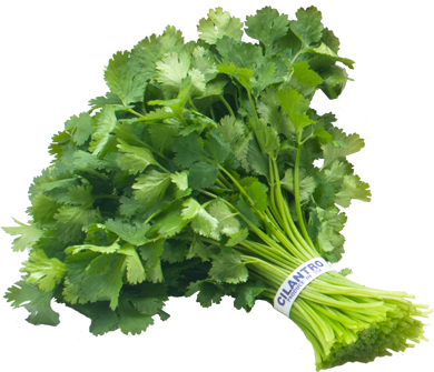 Cilantro Fresh (100g)