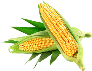Corn (piece)