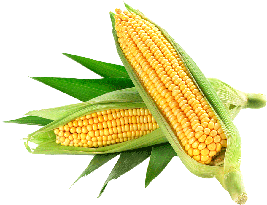 Corn (piece)