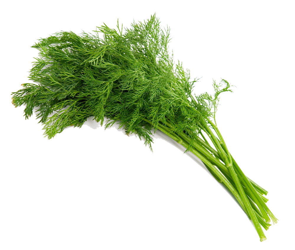 Dill Fresh (100g)