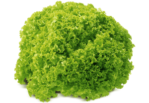 Lollo Rosso Green (250g)