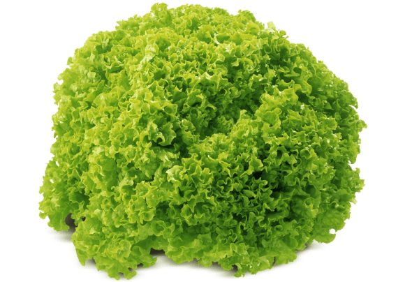 Lollo Rosso Green (250g)