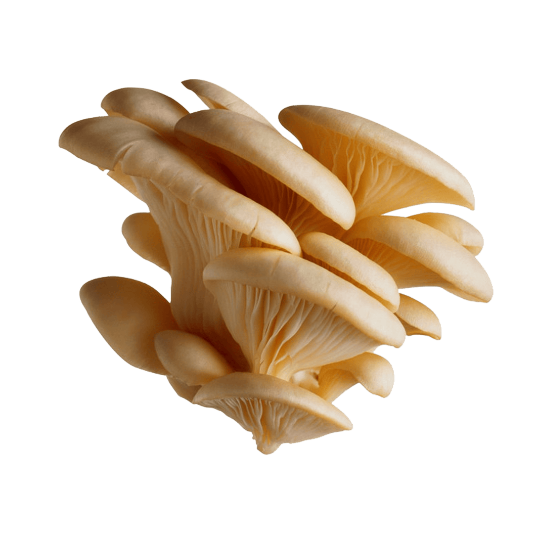 Mushroom Oyster (pack)