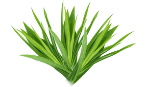 Pandan Leaves (250g)