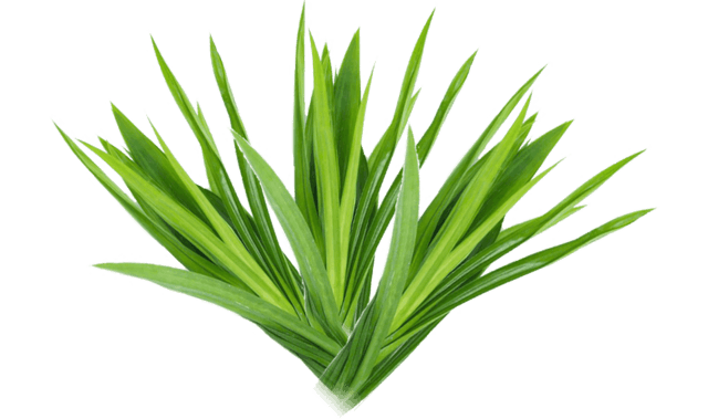 Pandan Leaves (250g)