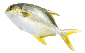 Seafood - Golden Pompano