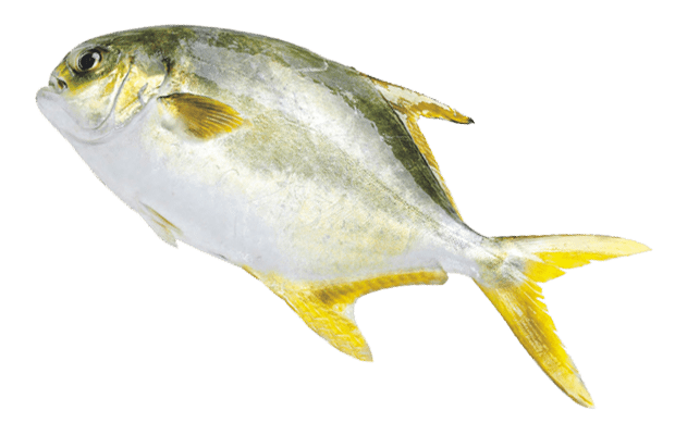 Seafood - Golden Pompano