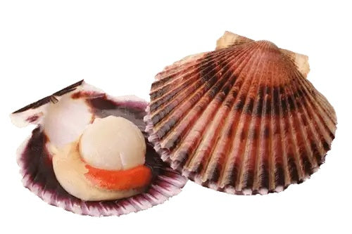 Seafood - Scallops Half Shell (1kg)