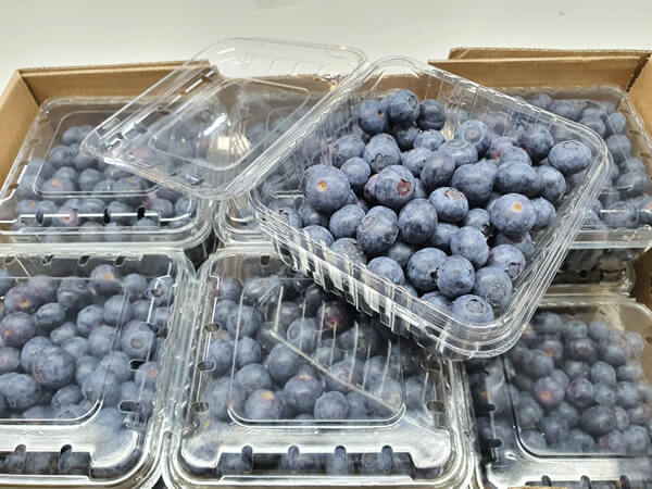 Blueberry Fresh (pack) ⭐